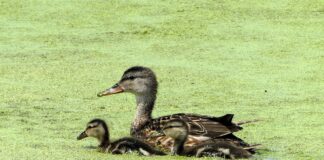 What to do when your pond turn green