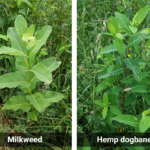 Hemp dogbane vs. milkweed: ID and control for livestock safety