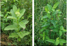 Hemp dogbane vs. milkweed: ID and control for livestock safety