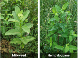 Hemp dogbane vs. milkweed: ID and control for livestock safety