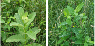 Hemp dogbane vs. milkweed: ID and control for livestock safety