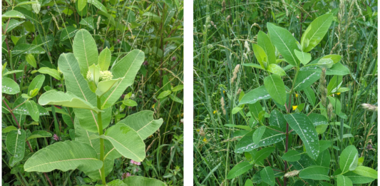 Hemp dogbane vs. milkweed: ID and control for livestock safety