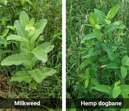 Hemp dogbane vs. milkweed: ID and control for livestock safety