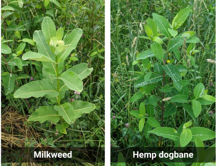 milkweed dogbane
