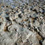 How to protect spring calves from disease in muddy conditions