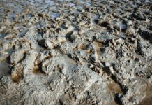 How to protect spring calves from disease in muddy conditions