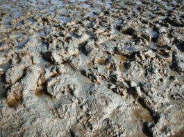 How to protect spring calves from disease in muddy conditions