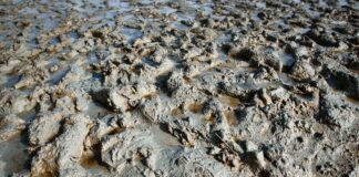 How to protect spring calves from disease in muddy conditions
