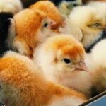 Postal problems put mailed baby chicks at risk
