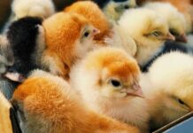 Postal problems put mailed baby chicks at risk