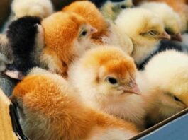 Postal problems put mailed baby chicks at risk