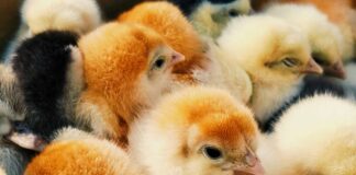 Postal problems put mailed baby chicks at risk