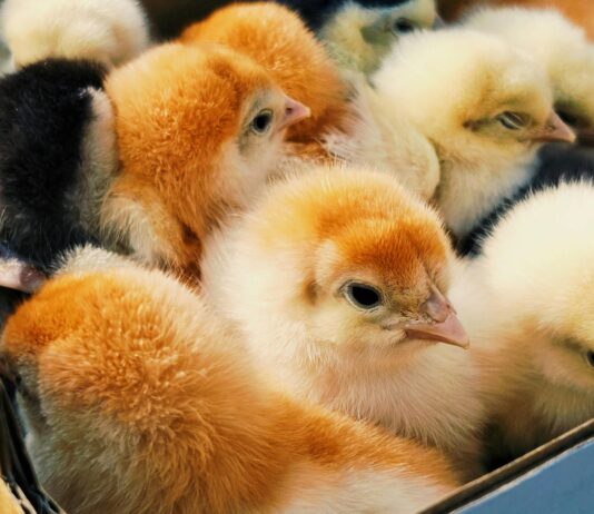 Postal problems put mailed baby chicks at risk