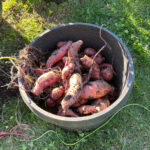 Why and how you should add sweet potatoes to your garden sweet potato harvest