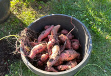 sweet potato harvest
