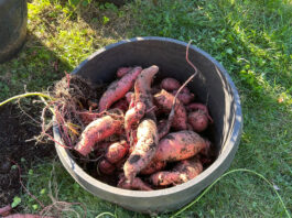 sweet potato harvest