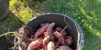 Why and how you should add sweet potatoes to your garden sweet potato harvest