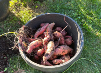Why and how you should add sweet potatoes to your garden sweet potato harvest
