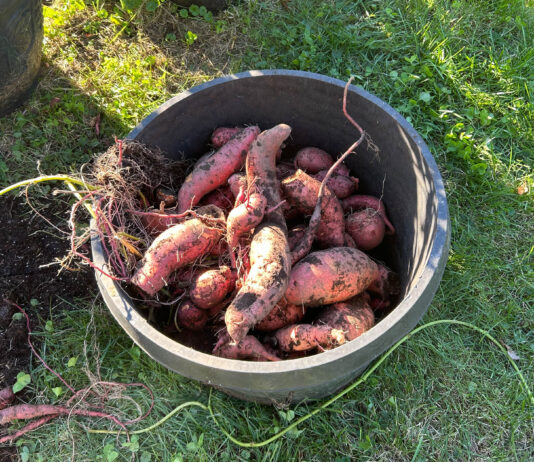 sweet potato harvest