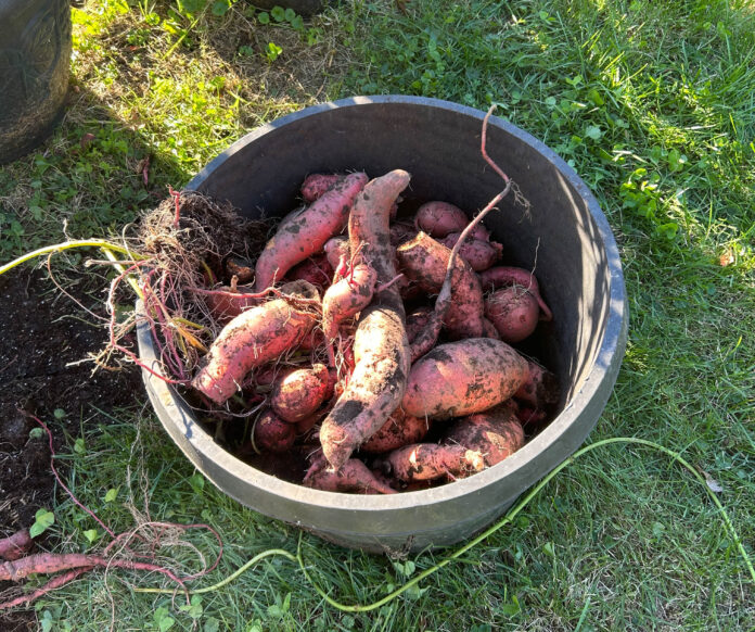 sweet potato harvest cropped sweet potato harvest