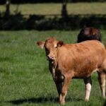 How to select cows for better feed efficiency and lower costs