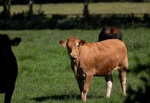 How to select cows for better feed efficiency and lower costs