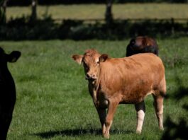 How to select cows for better feed efficiency and lower costs