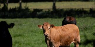 How to select cows for better feed efficiency and lower costs