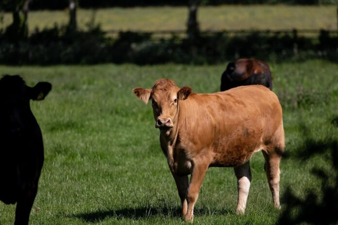 cows beef