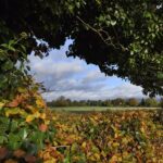 Hedging your bets: The vital role of native windbreaks and buffers