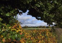 Hedging your bets: The vital role of native windbreaks and buffers