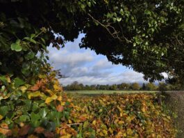 Hedging your bets: The vital role of native windbreaks and buffers