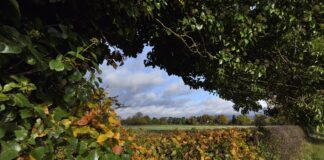 Hedging your bets: The vital role of native windbreaks and buffers