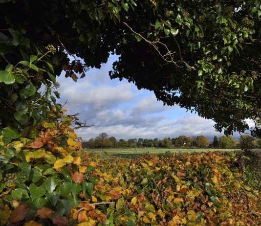 Hedging your bets: The vital role of native windbreaks and buffers