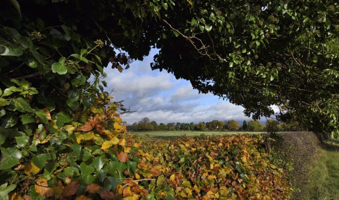 hedgerow england