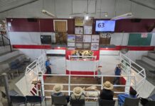 20-year-old cattle dealer revitalizes former Mercer Livestock Auction