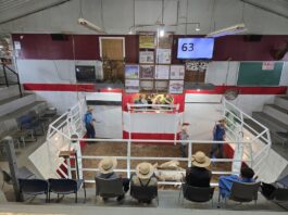 20-year-old cattle dealer revitalizes former Mercer Livestock Auction