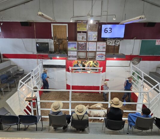 20-year-old cattle dealer revitalizes former Mercer Livestock Auction