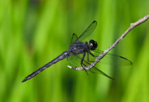 Dragonflies: Unique aerial acrobats