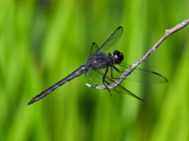Dragonflies: Unique aerial acrobats