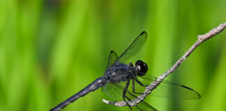 Dragonflies: Unique aerial acrobats