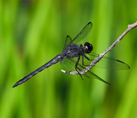 Dragonflies: Unique aerial acrobats