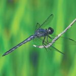 Dragonflies: Unique aerial acrobats