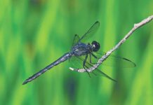 Dragonflies: Unique aerial acrobats