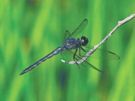 Dragonflies: Unique aerial acrobats