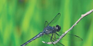 Dragonflies: Unique aerial acrobats