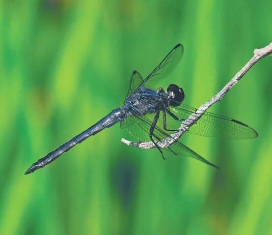 Dragonflies: Unique aerial acrobats