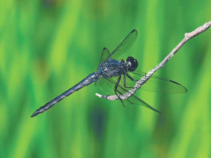 FEATURE PHOTO-WEB