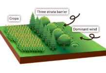 Know the importance of windbreaks and how to use them