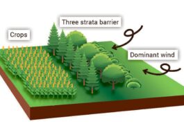 Know the importance of windbreaks and how to use them